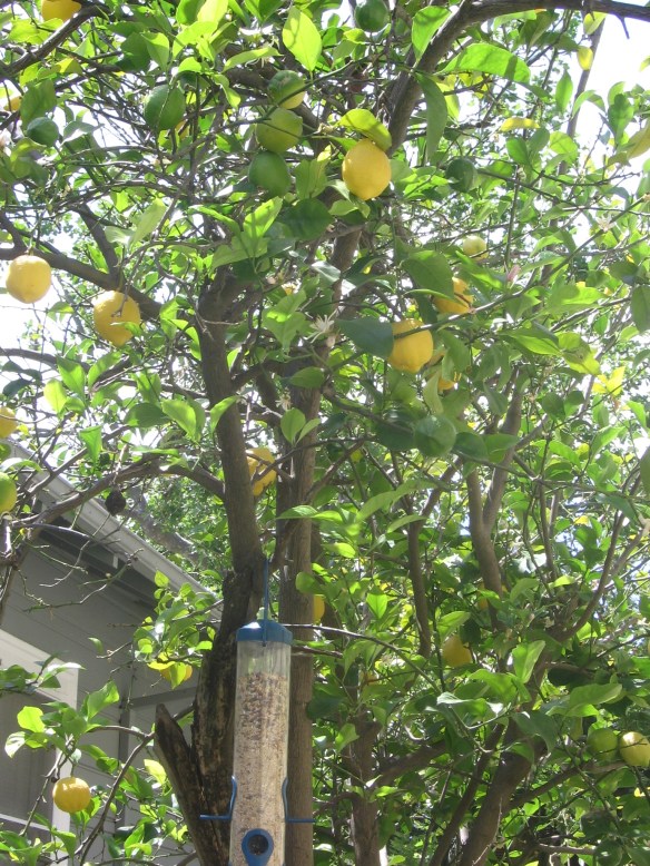 spring lemon tree outside my dining room