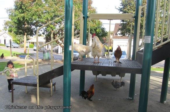chickens on the playground - photo credit: me